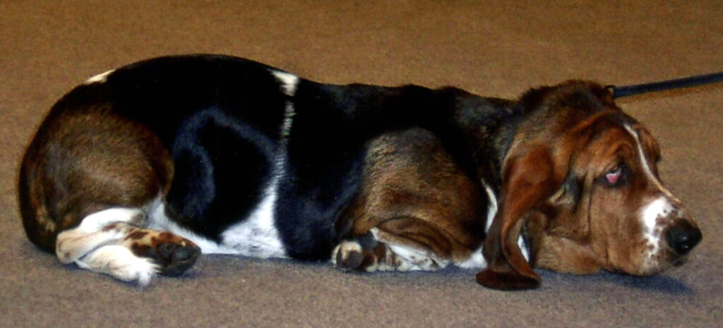 Is Your Basset Hound Sleeping Too Much