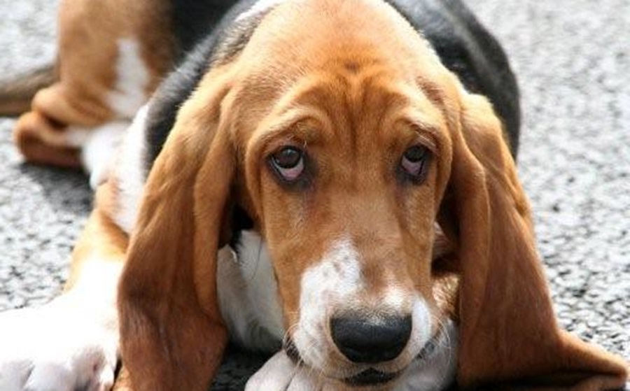 Is a Basset Hound The Right Fit For You