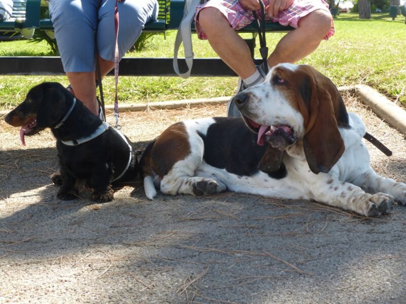 Medical Conditions Common To The Basset Hound