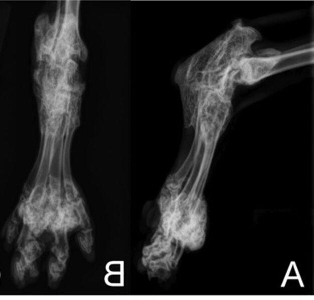 Medical Conditions Common To The Basset Hound