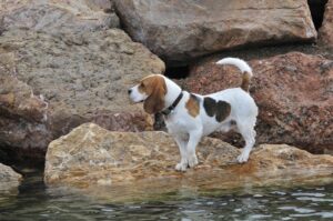 What Temperature Is Too Hot For Basset Hounds