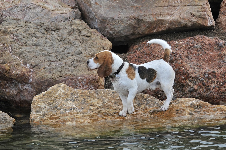 What Temperature Is Too Hot For Basset Hounds?