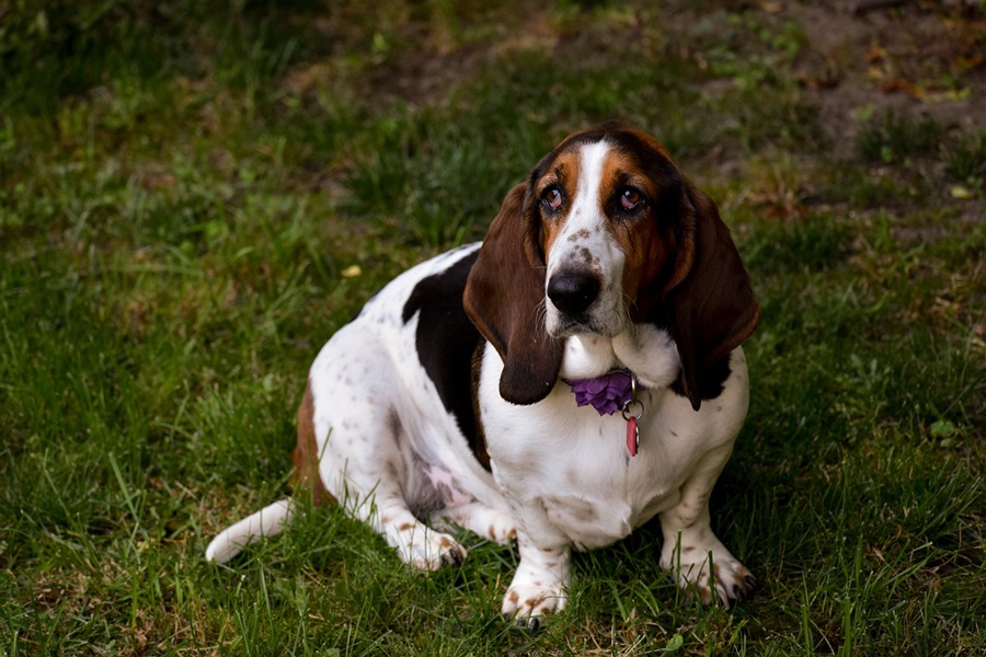 What can be done to get rid of the Basset Hounds’ bad smell