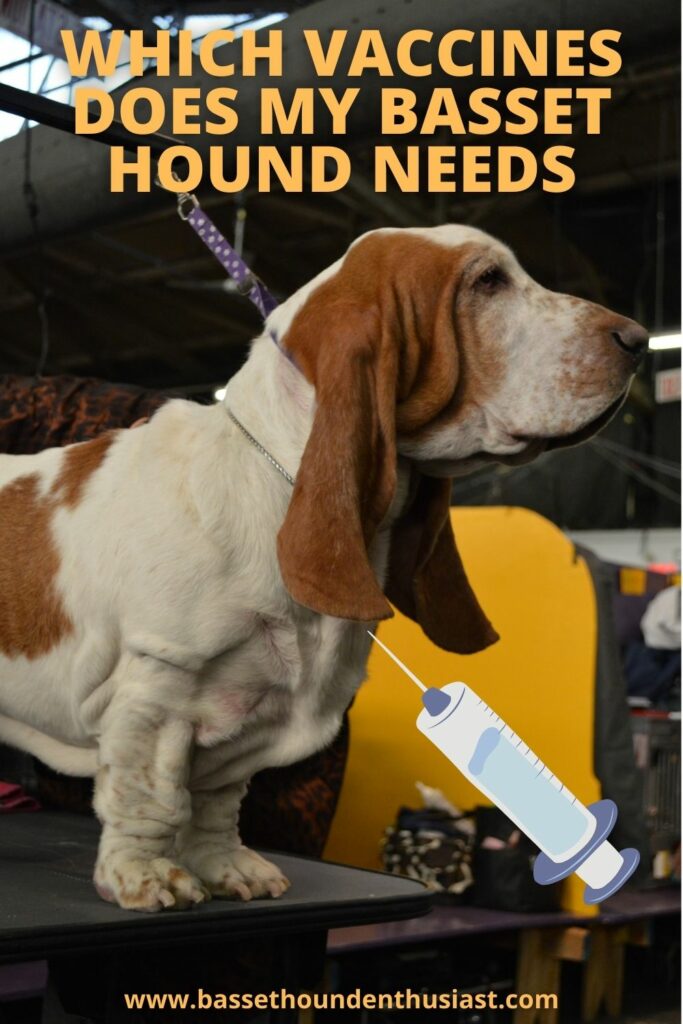 Which Vaccines Does My Basset Hound Need Basset Hound Enthusiast