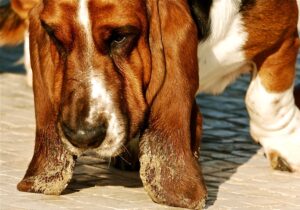 Why Does My Basset Hound Smell So Bad