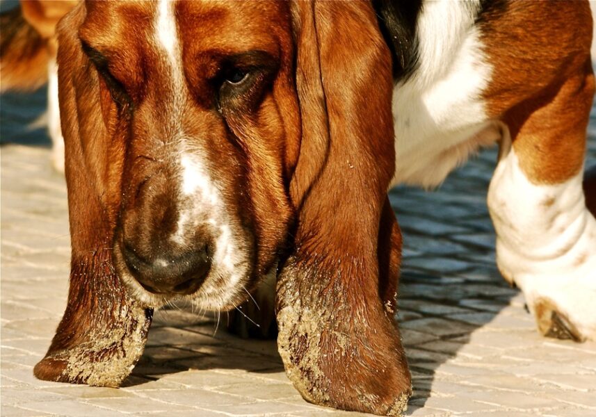 Why Does My Basset Hound Smell So Bad?