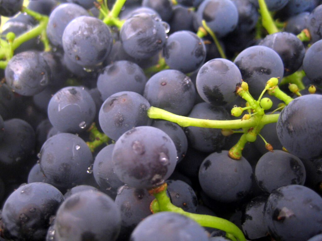 Grapes