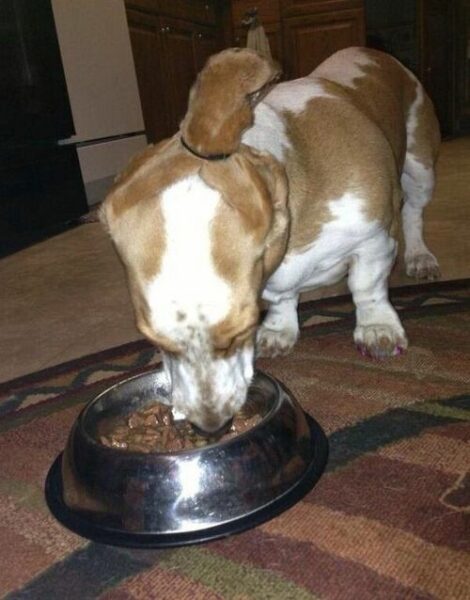 9 Reasons Why Do Basset Hounds Chew On Their Ears