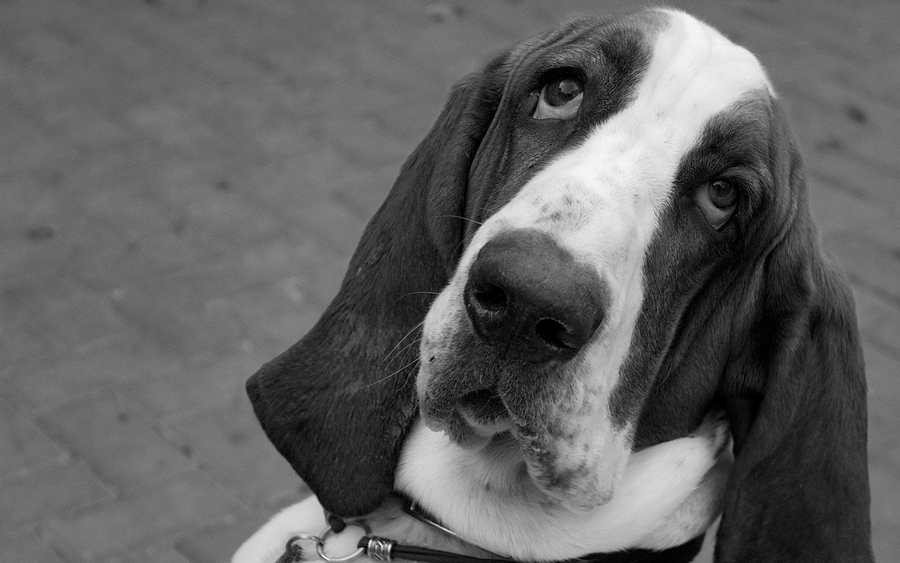 Are Basset Hounds Hypoallergenic?