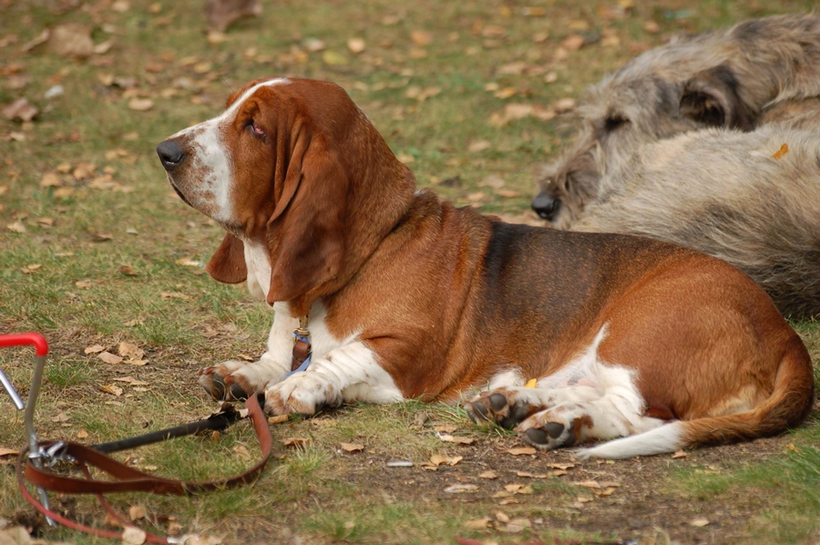 are basset hounds mean