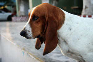 Best Age to Neuter a Basset Hound