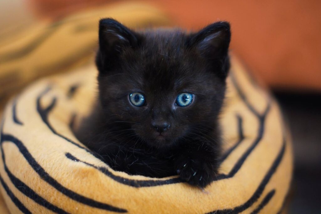 Blue eyes black cat