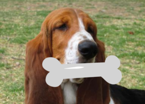 Can Basset Hounds Chew on Bones