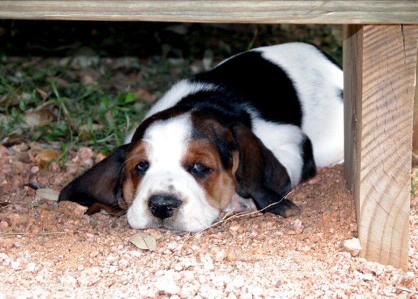 Credible Basset Hound Breeders In The USA