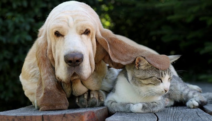 Are Basset Hounds Playful With Cats?