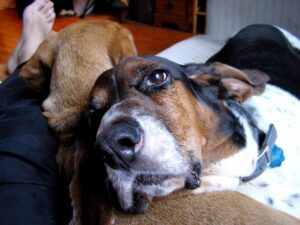 Do Basset Hounds Like To Cuddle