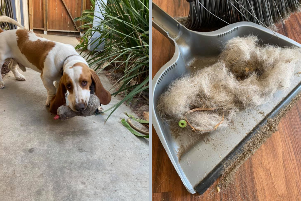 Do Basset Hounds Shed?