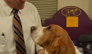 Do Basset Hounds bond with one person