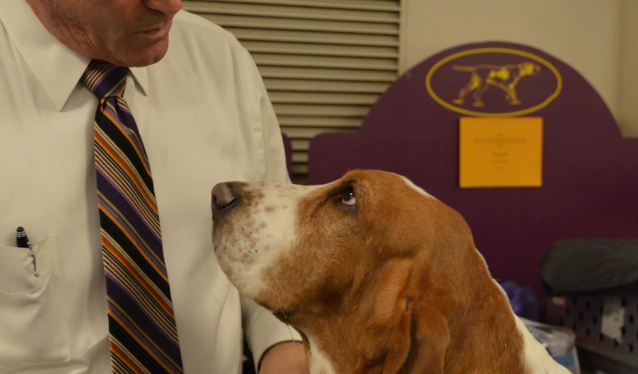 Do Basset Hounds bond with one person?