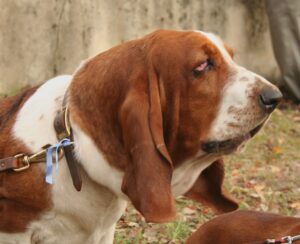 How Often Can A Basset Hound Be Bathed