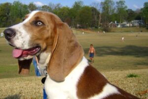 How Often Can A Basset Hound Eat