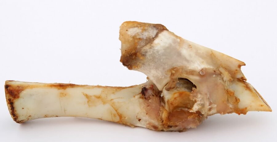 The Dangers of Chewing on Bones