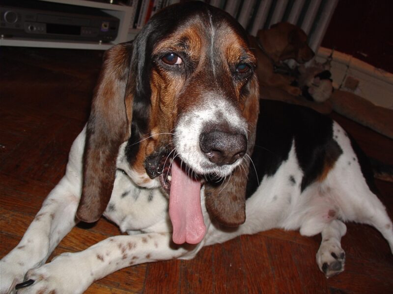 Are Basset Hounds Hypoallergenic