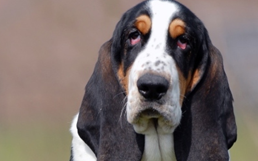 Average Cost of Buying a Basset Hound (With 15 Examples)