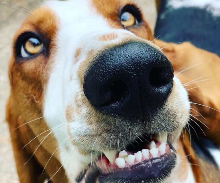 9 Reasons Why Do Basset Hounds Chew On Their Ears Basset Hound Enthusiast