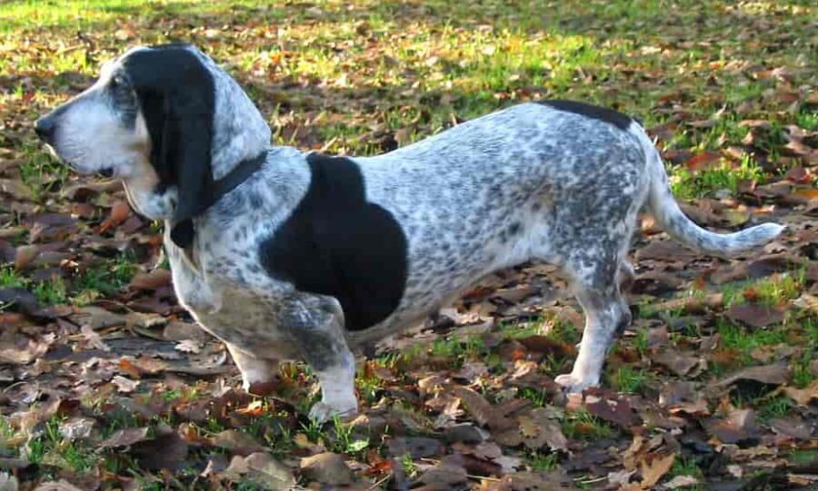 The Temperament of a Basset Hound