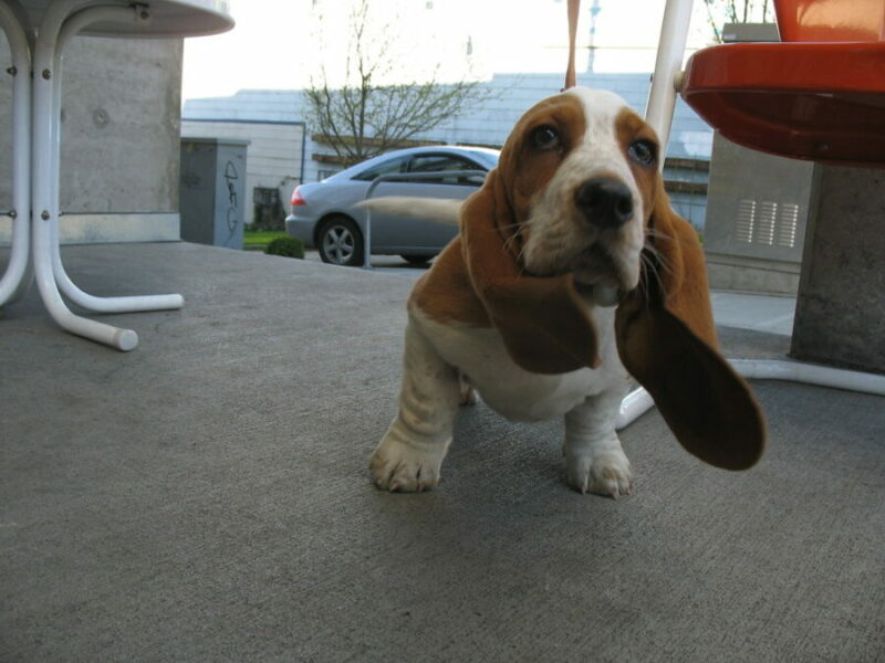 How Much Walking Do Basset Hounds Need?