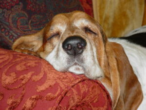 Is It Normal For Basset Hounds To Snore