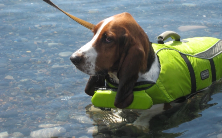 Can Basset Hounds swim?