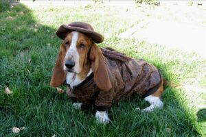 Are Basset Hounds Good For First-Time Owners?