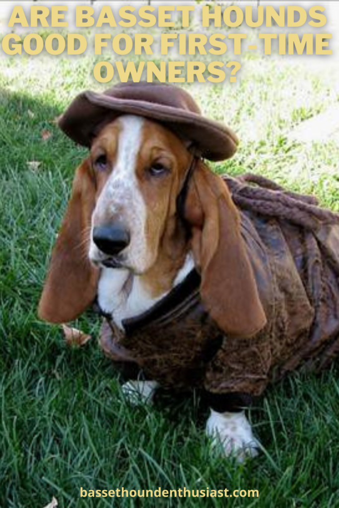 Are Basset Hounds Good For FirstTime Owners? Basset Hound Enthusiast