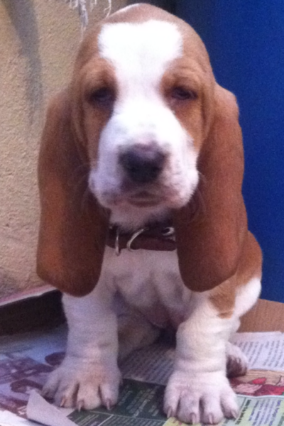 Basset hound puppy