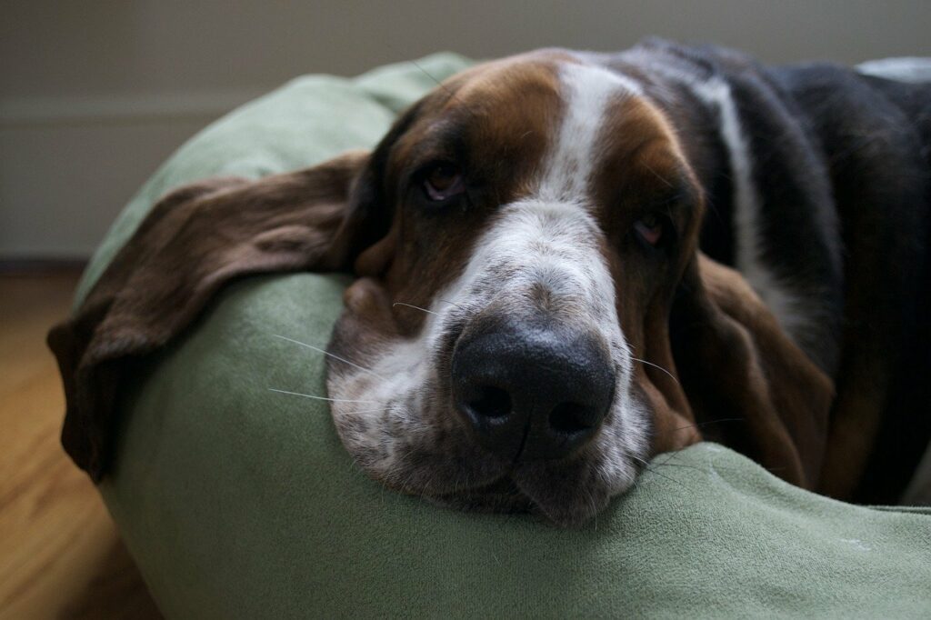 Can a Basset Hound Be Left Alone