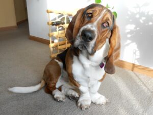 Can a Basset Hound Be Left Alone [SOLVED]