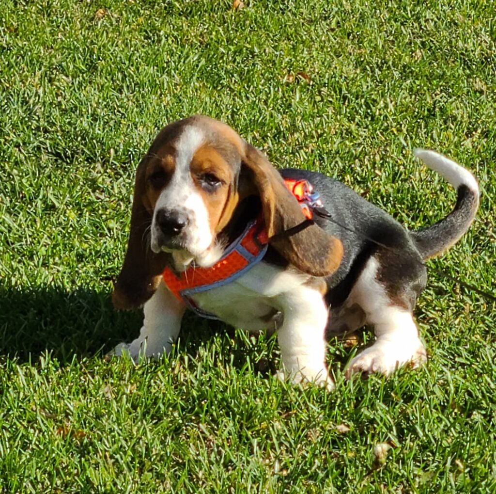 How Long After Eating Do Basset Hounds Poop?