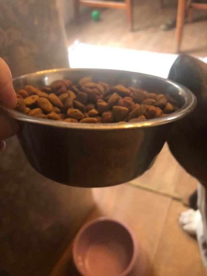 Are Basset Hounds Picky Eaters