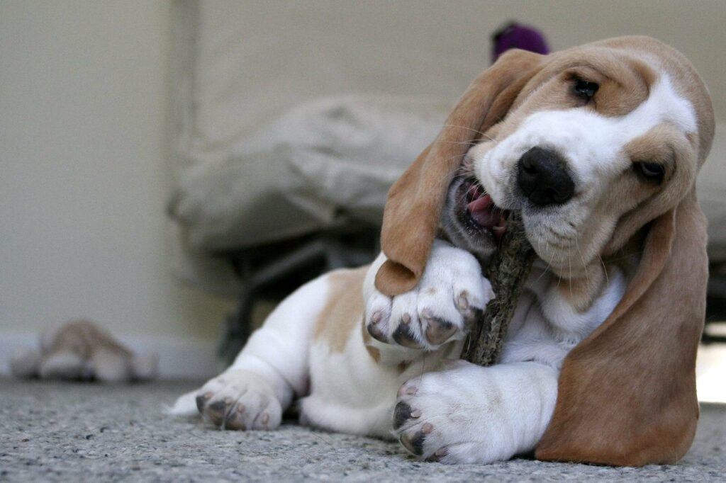 Are Basset Hounds Big Chewers