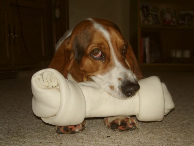 Are Basset Hounds Big Chewers?