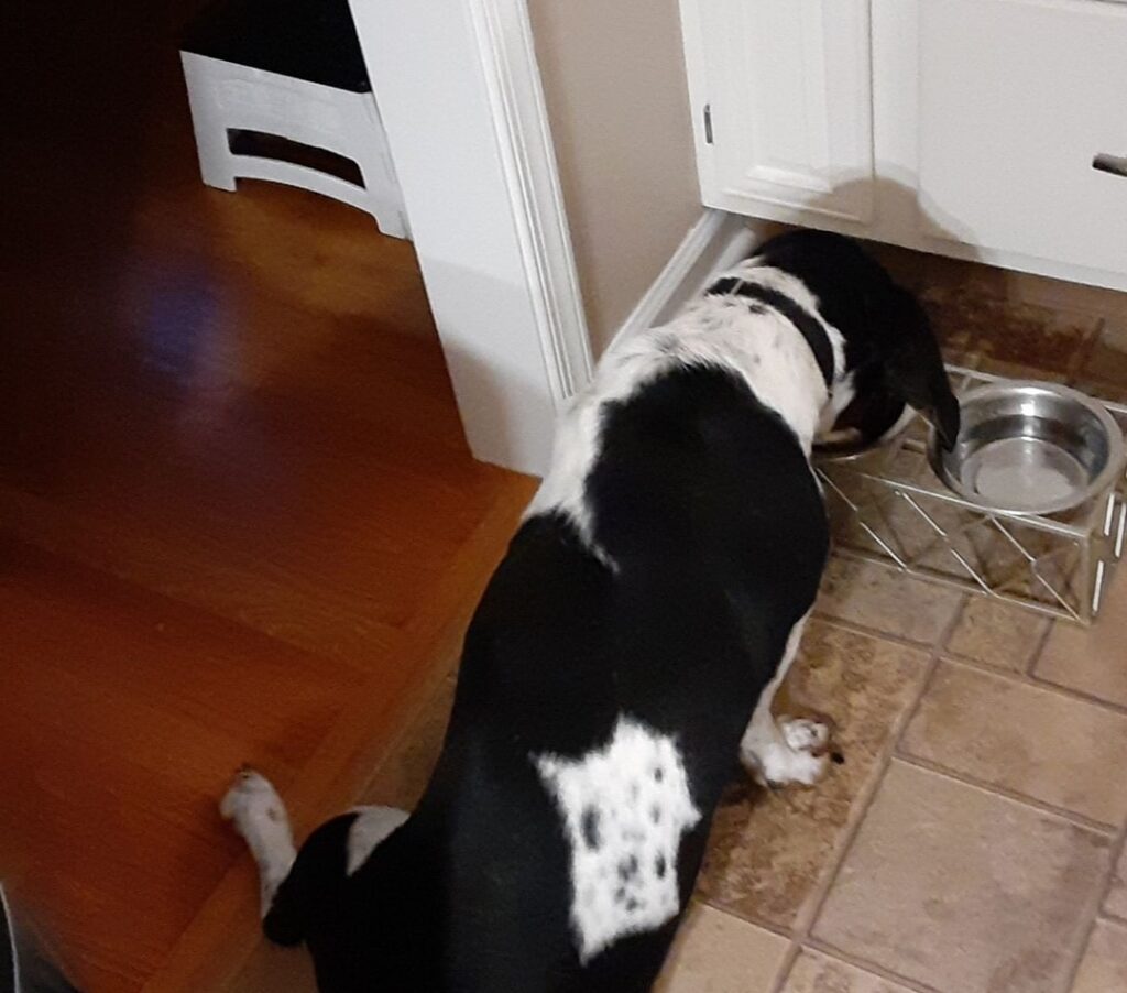 Are Basset Hounds Picky Eaters?