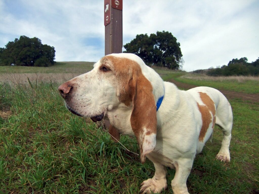 At What Age Do Basset Hounds Calm Down?