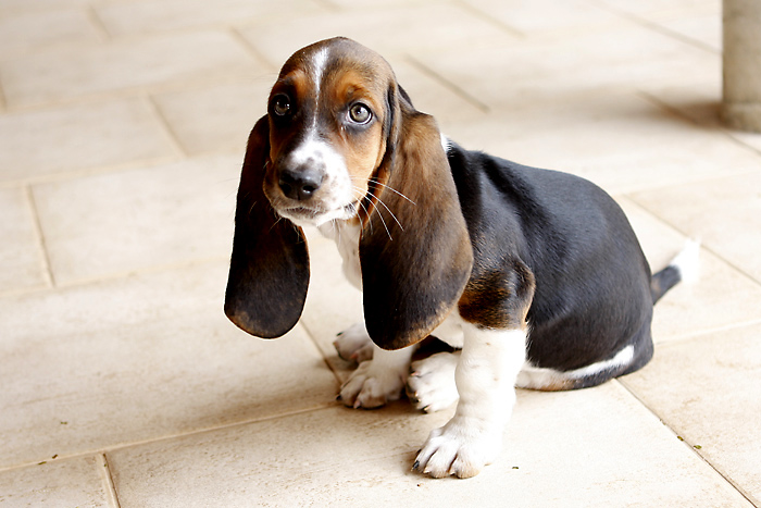 are basset hound puppies aggressive