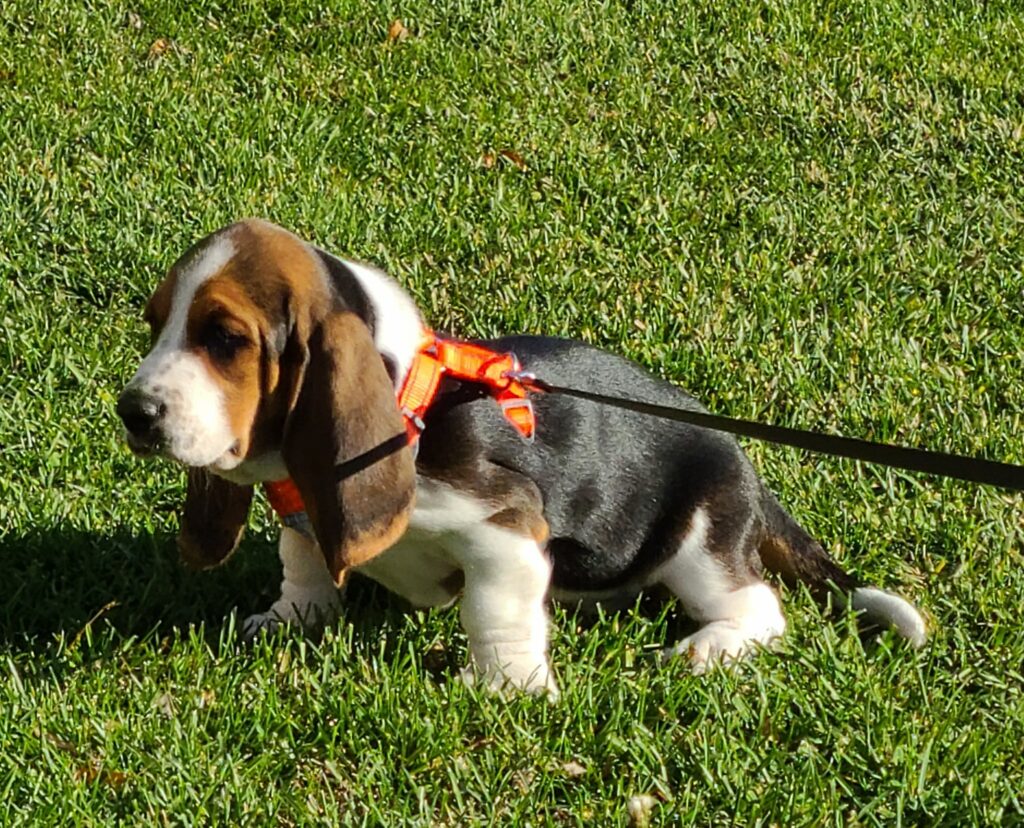 How Long After Eating Do Basset Hounds Poop