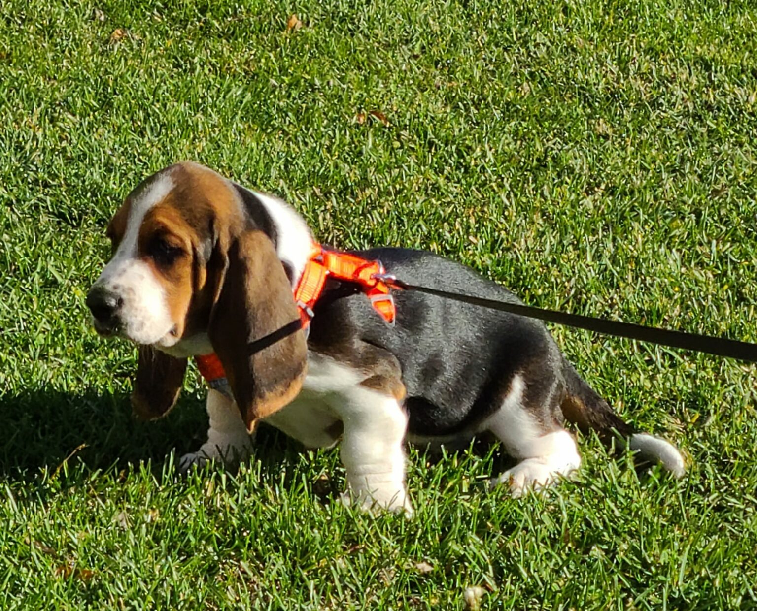 How Long After Eating Do Basset Hounds Poop Basset Hound Enthusiast