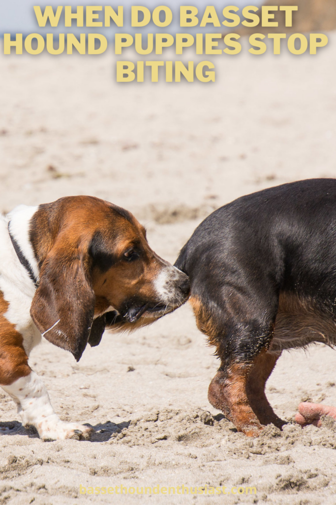 When Do Basset Hound Puppies Stop Biting? (Answered!) Basset Hound