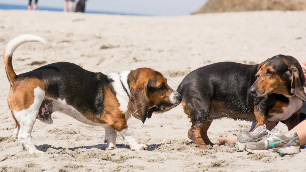 are basset hound puppies aggressive