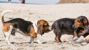 When Do Basset Hound Puppies Stop Biting